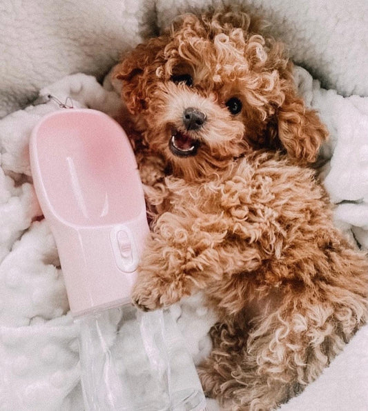 FeedMate 2 IN 1 PORTABLE PET FEEDER - PINK-1