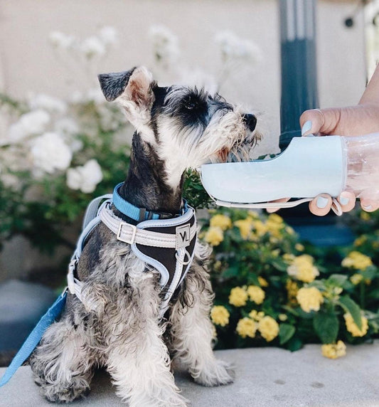 FeedMate 2 IN 1 PORTABLE PET FEEDER - BLUE-1